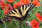 Issaquah, Washington State, USA. Western tiger swallowtail butterfly pollinating Million Bells. Art Print